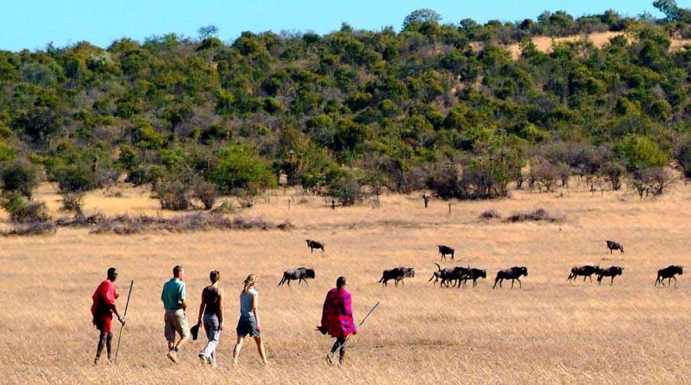 Les gnous face aux marcheurs au Mara Porini Camp