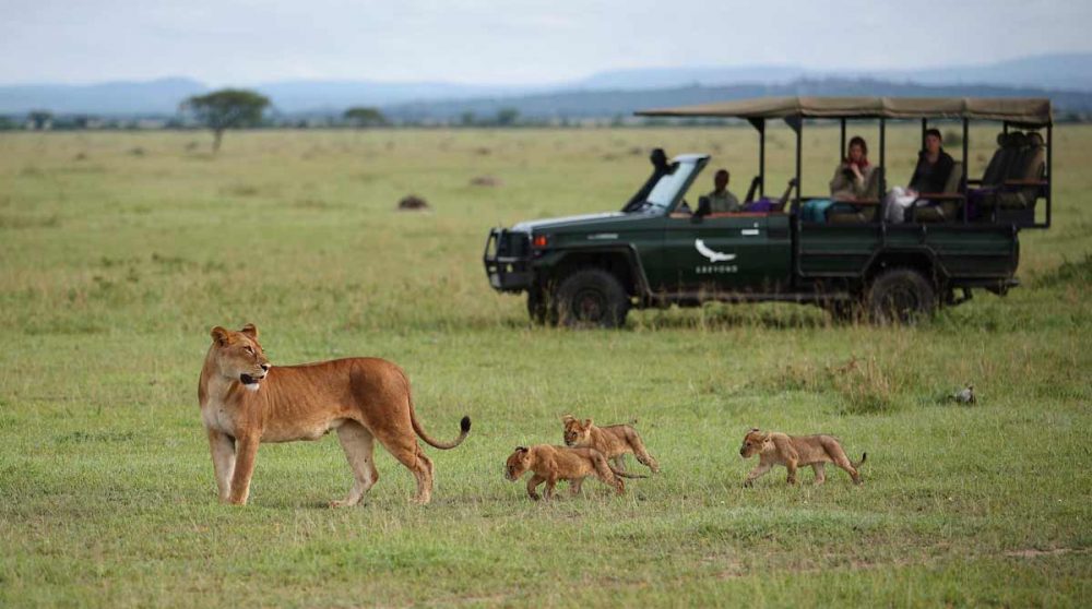 Rencontre avec une lionne