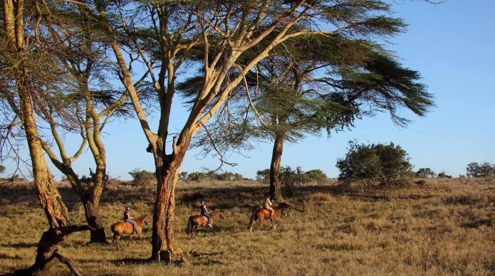 Promenade à cheval à Lewa