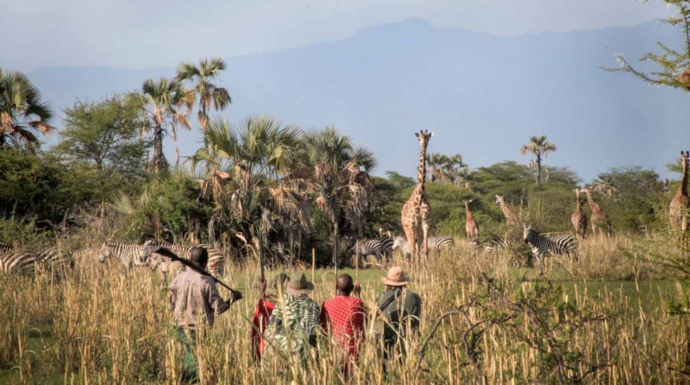 Observation de girafes en Tanzanie