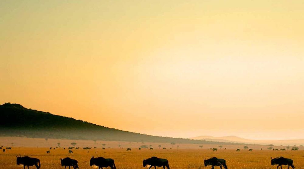 Les gnous au coucher du soleil