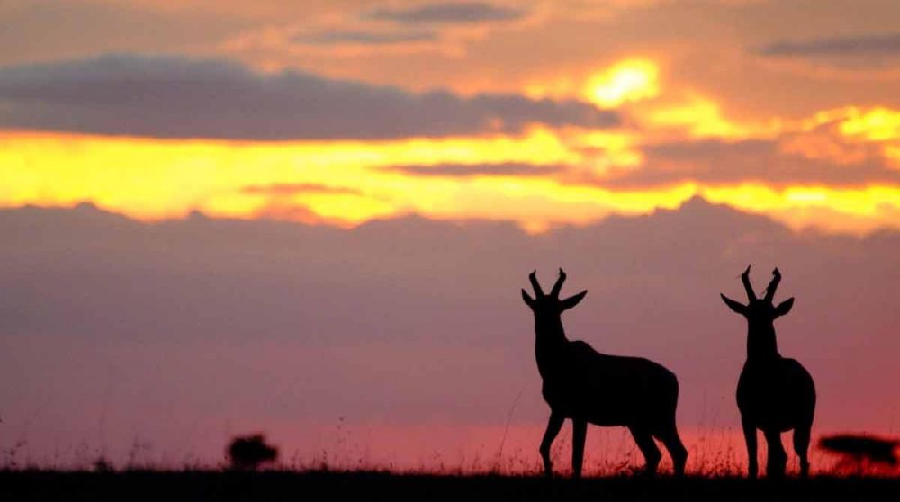 Coucher de soleil sur la nature