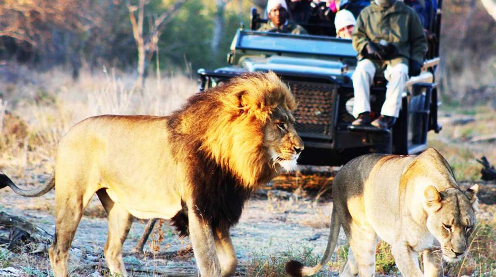 En safari en Afrique du Sud