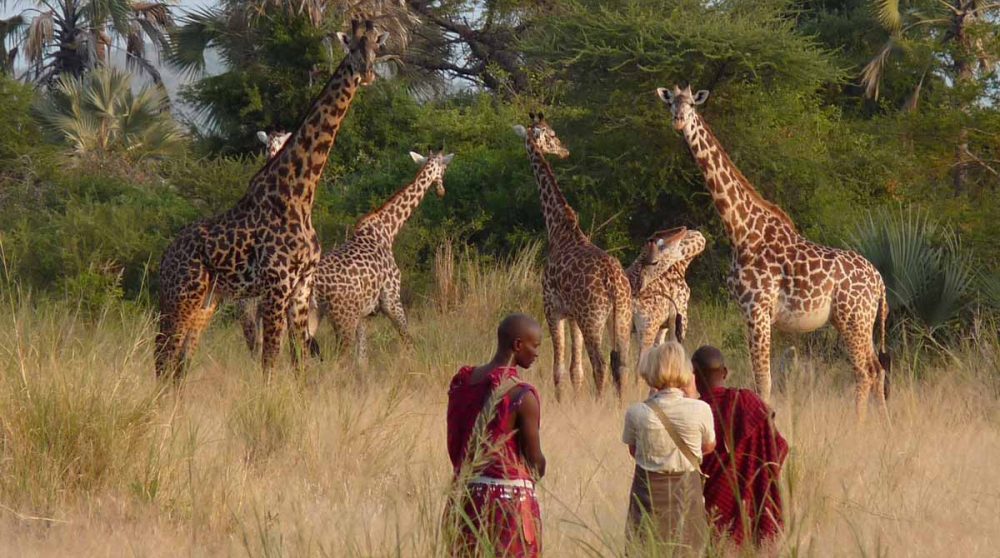 Des girafes dans la savane au Chem Chem