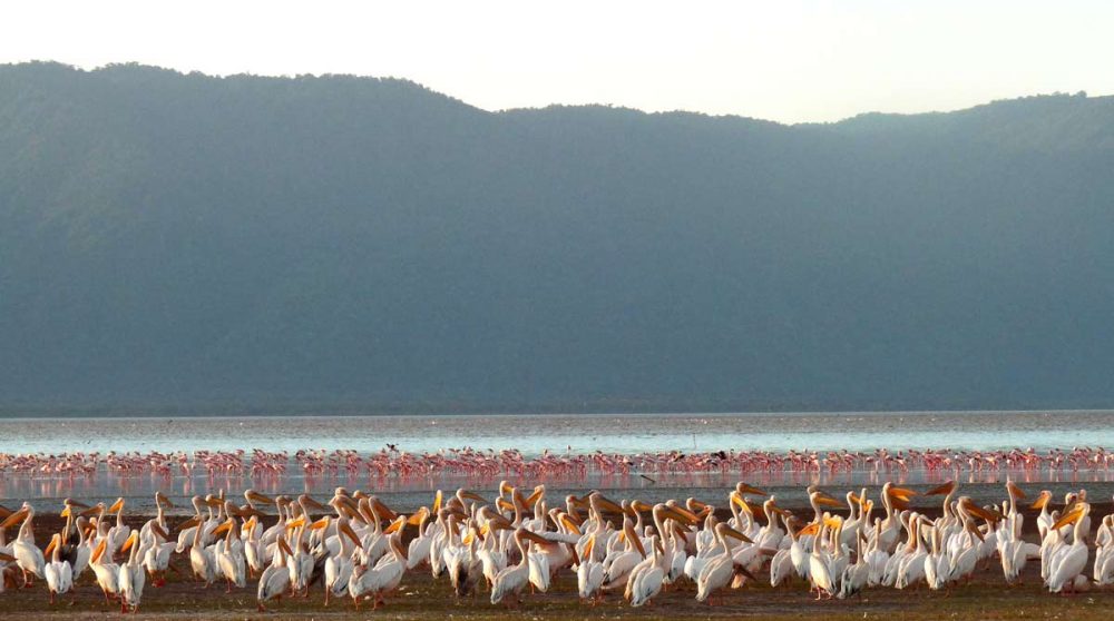 Oiseaux près du lac Manyara, non loin de Chem Chem