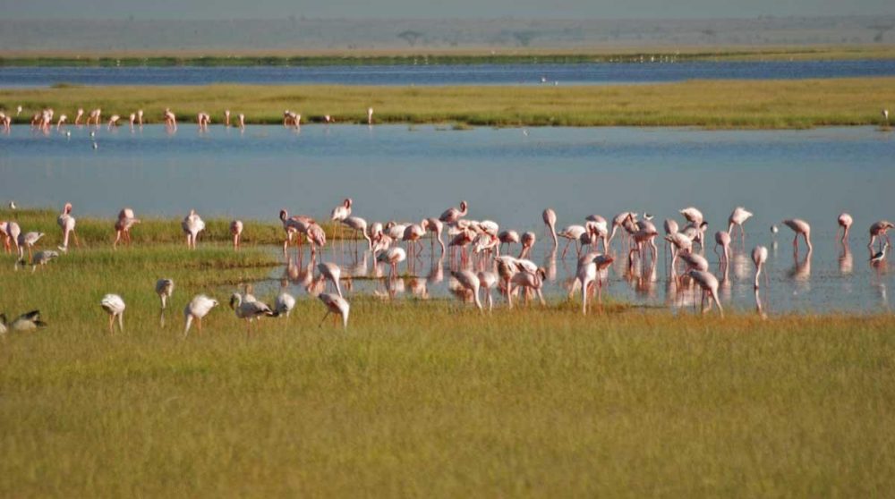 Des flamants roses près d'un lac