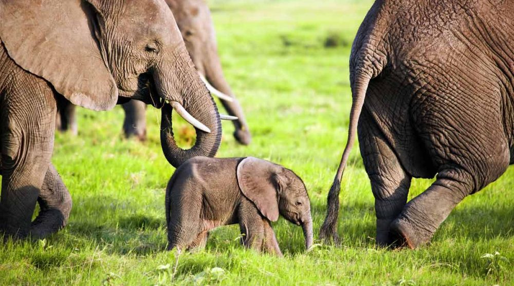 Les éléphants d'Amboseli au Kenya