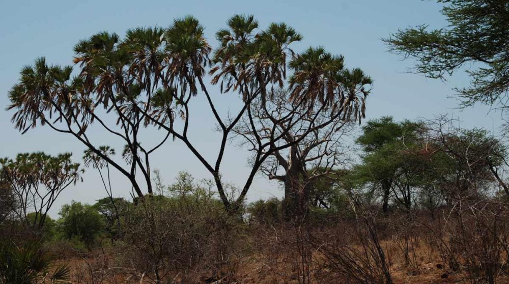 Paysage sec dans le parc de Meru