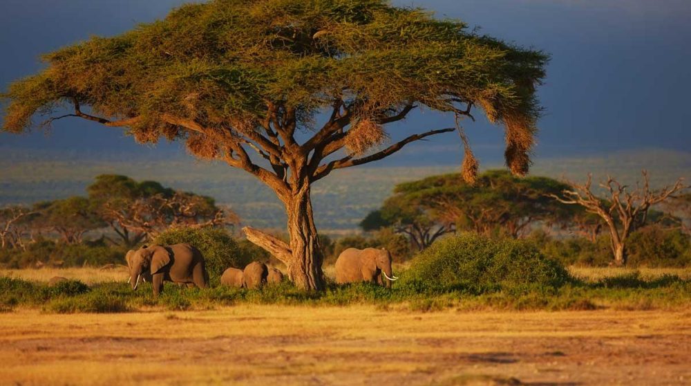 Un arbre dans le parc national d'Amboseli