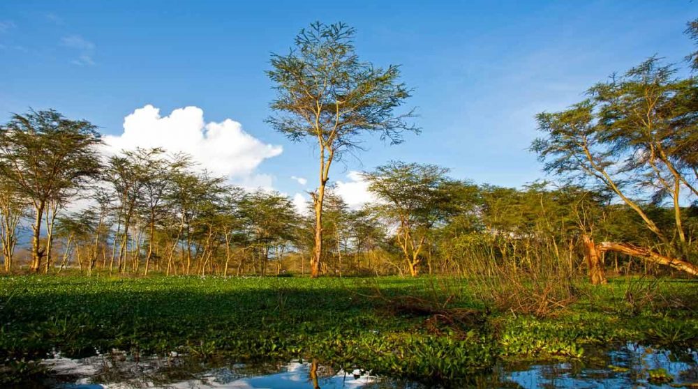 Paysage du Lac Naivasha