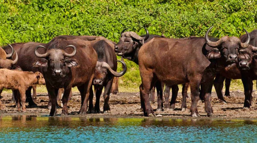 Arusha dans le nord de la Tanzanie