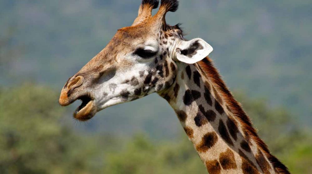 Une girafe à Arusha