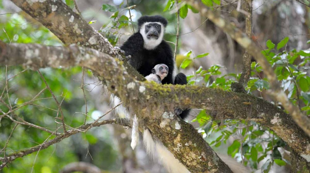 Un single blanc colobus en Tanzanie