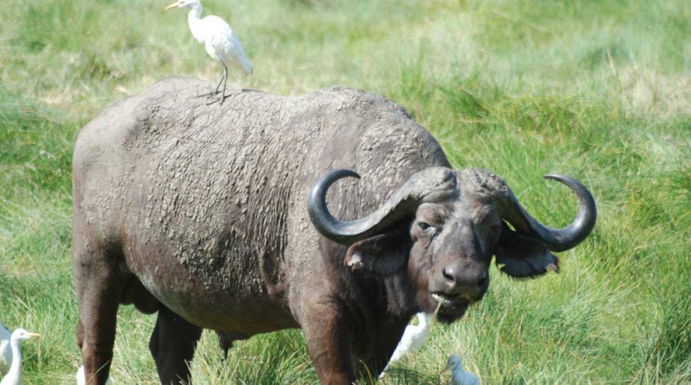 Un buffle dans la nature tanzanienne