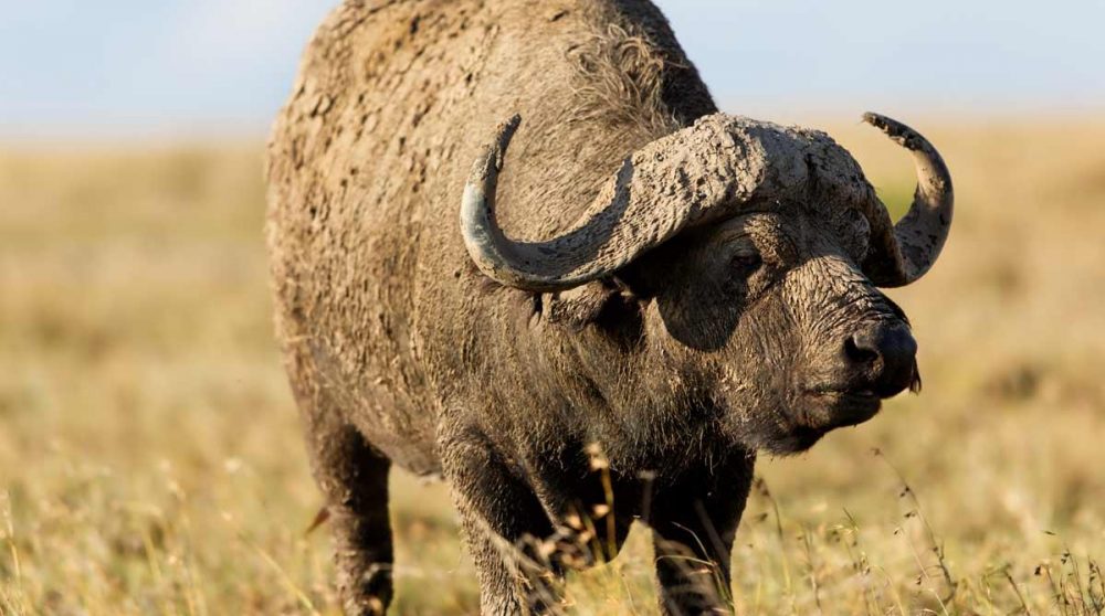 Un buffle male au Kenya