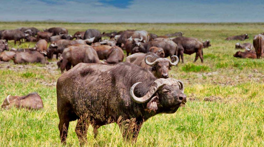 Des buffles en Tanzanie