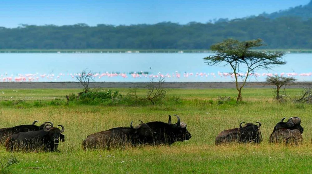 Des buffles près du lac