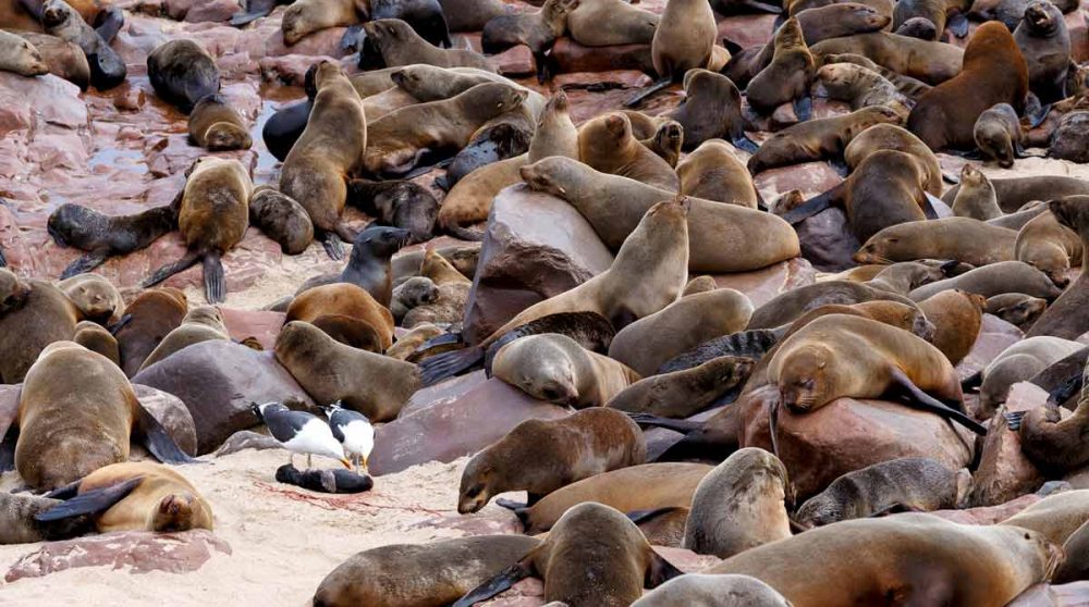 Cape Cross en Namibie