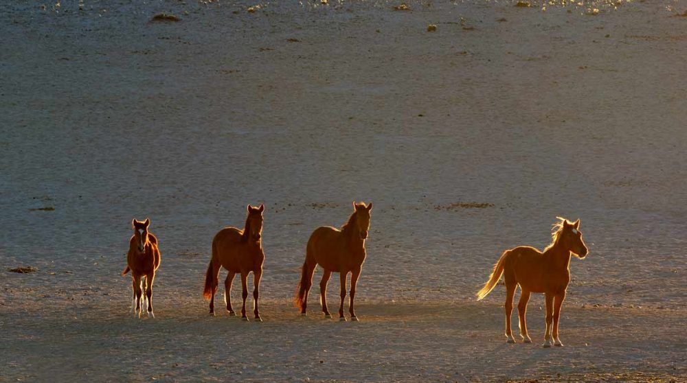 Les chevaux sauvages du Damaraland en Namibie