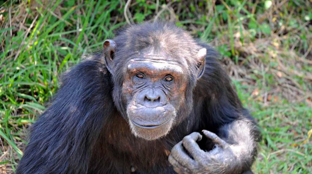 Un chympanzé