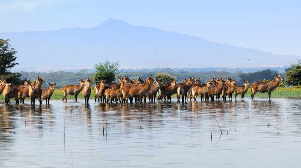 Des cobes à croissant du Kenya