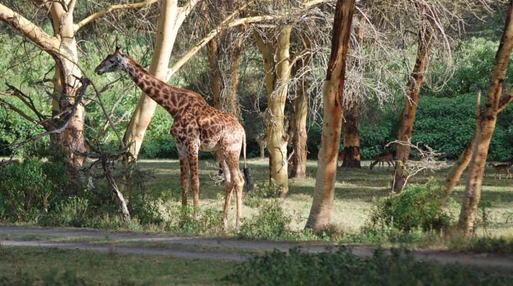 Crescent Island au Kenya