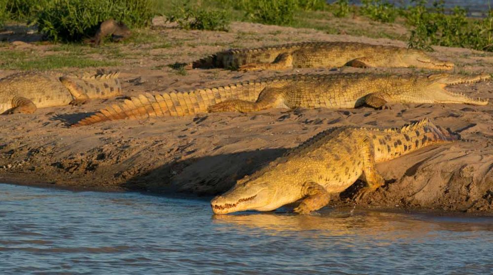 Un crocodile dans la nature tanzanienne
