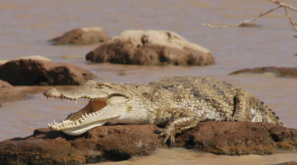 Des crocodiles au lac Baringo