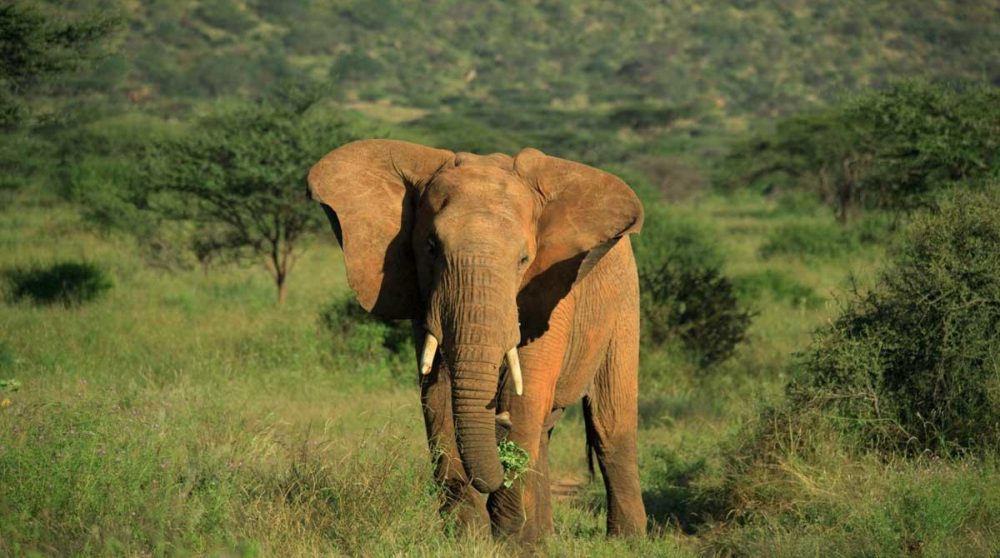 Des éléphants près de la rivières
