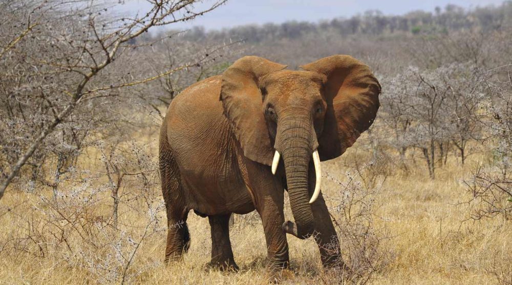 Un éléphant en Tanzanie