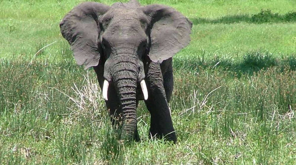 Un éléphant dans les plaines du cratère