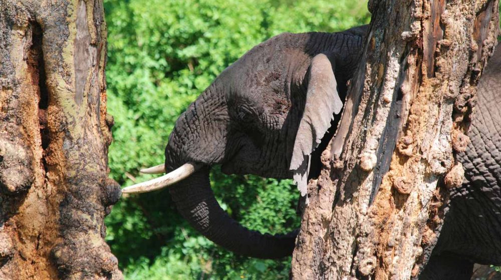 Un éléphant dans la nature tanzanienne