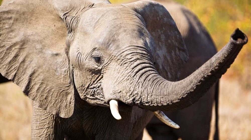 Un éléphant dans le Kruger