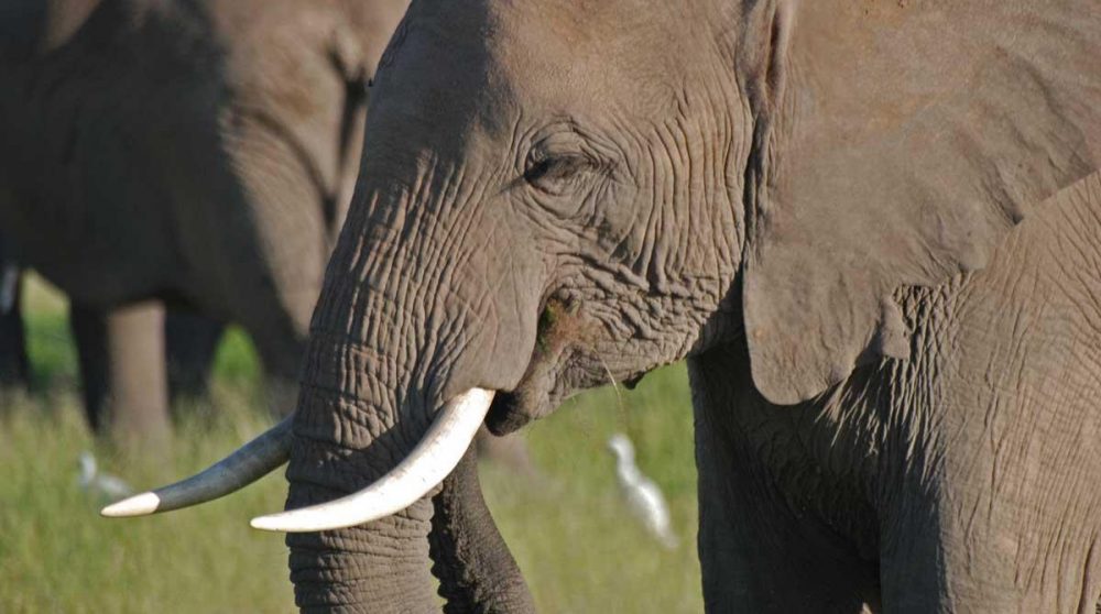 Des éléphants à Amboseli