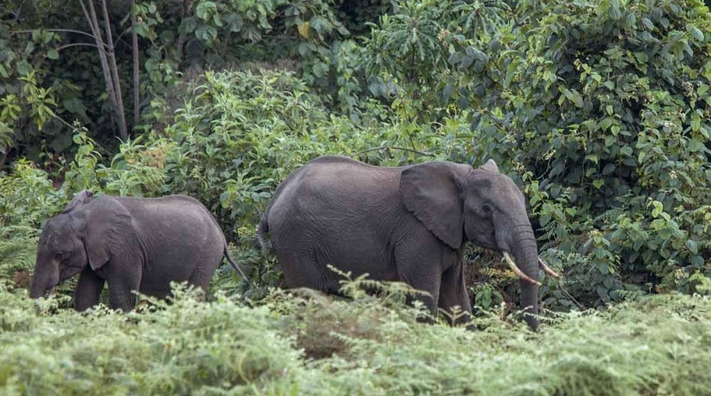 Des éléphants en balade près du Mont Kenya