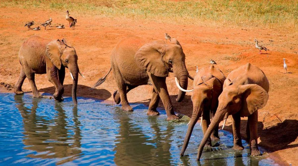 Des éléphants au Kenya