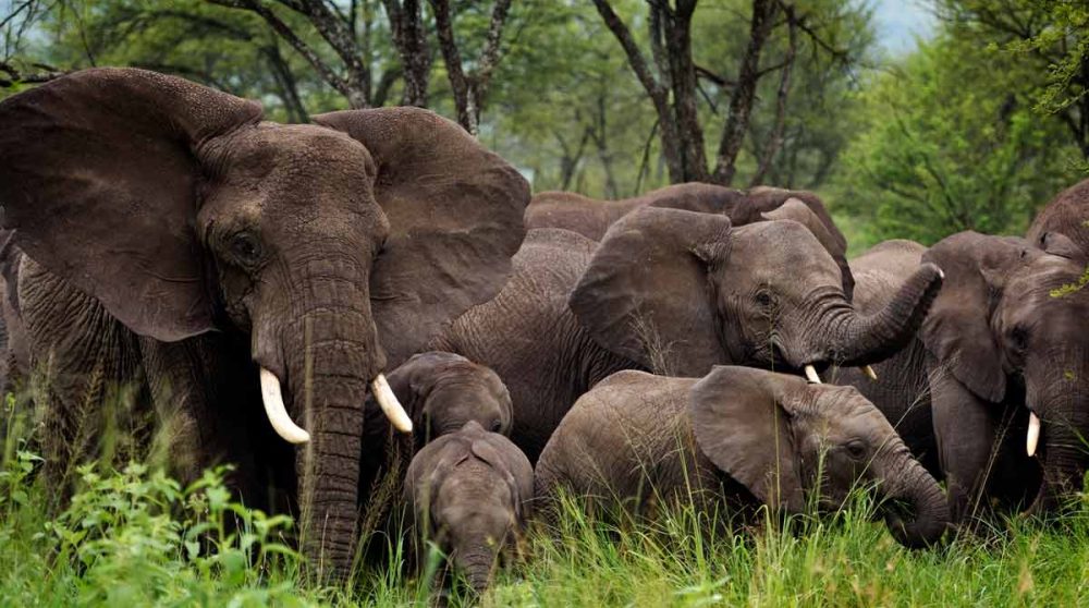 Des éléphants dans le Serengeti