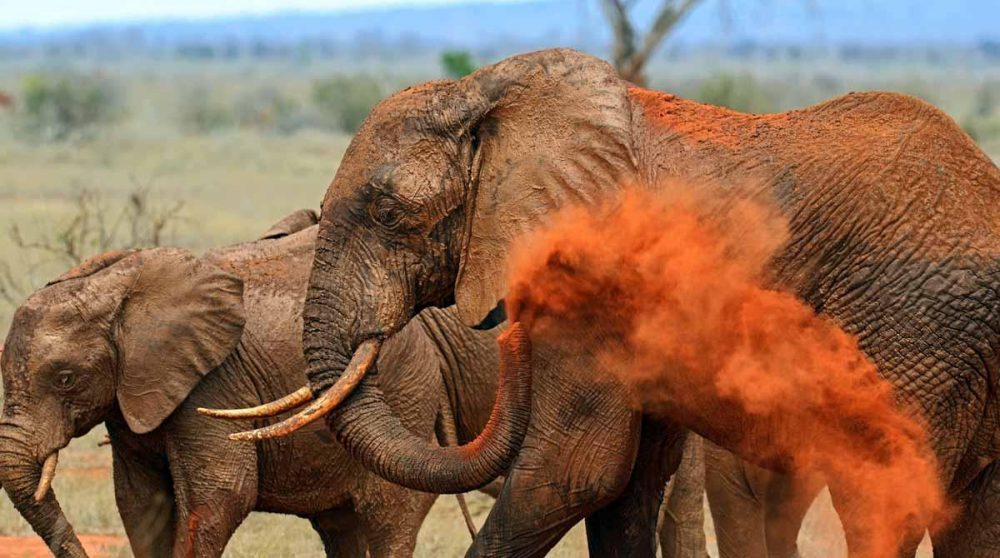 Des éléphants à Tsavo