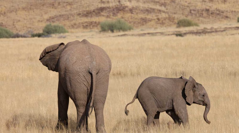 Des éléphants dans le Damaraland