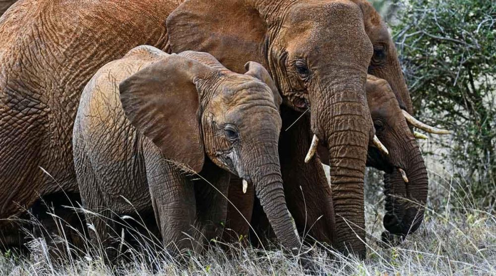 Des éléphants dans la savane