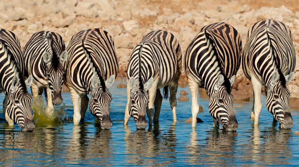 Le Parc National d'Etosha à voir lors de votre voyage
