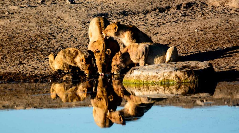 Des lions à Etosha