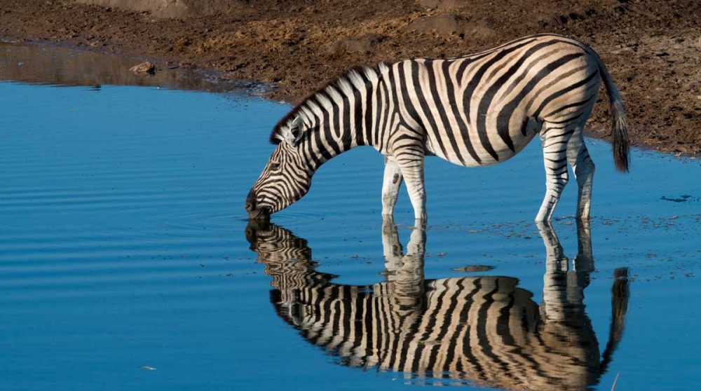 Un zèbre dans le Parc National d'Etosha en Namibie