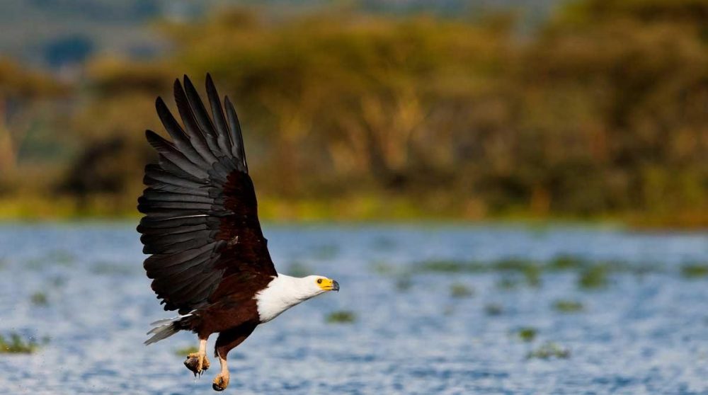 Un fish eagle