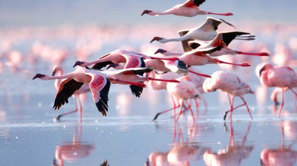 Des flamants roses au Lac Nakuru