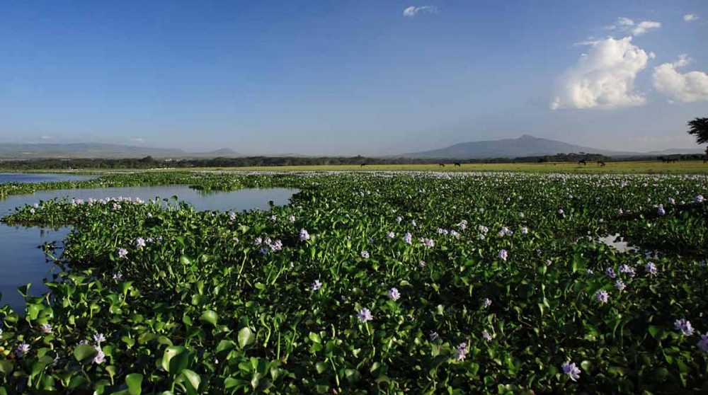 Des fleurs au Lac Naivasha