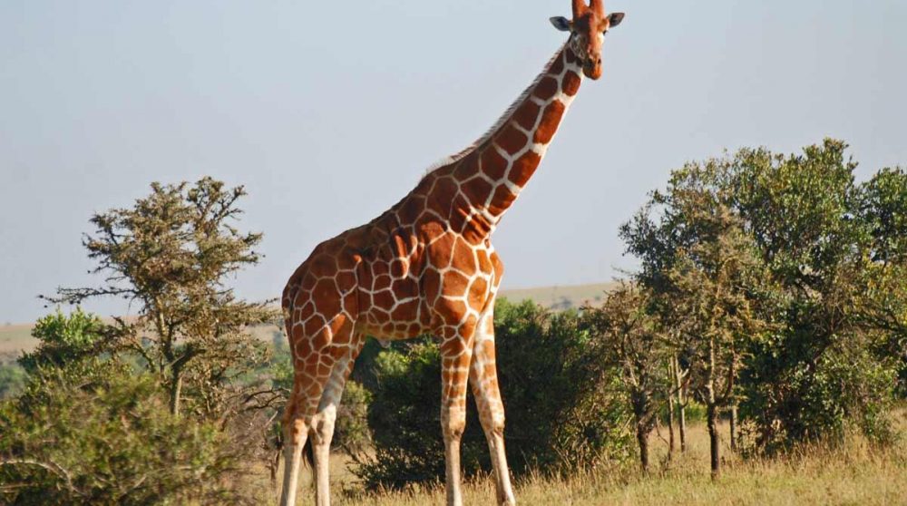 Une girafe dans la nature d'Ol Pejeta