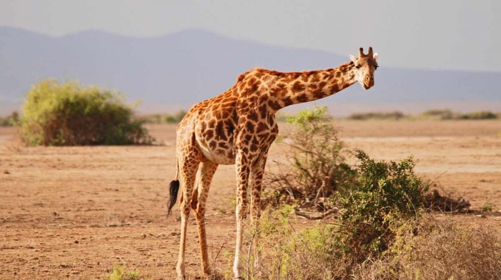 Une girafe