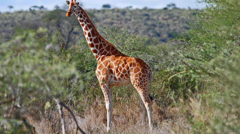 Une girafe