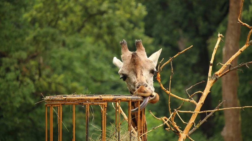 Une girafe dans le zoo